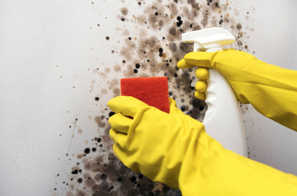 Health and Safety Mold Remediation