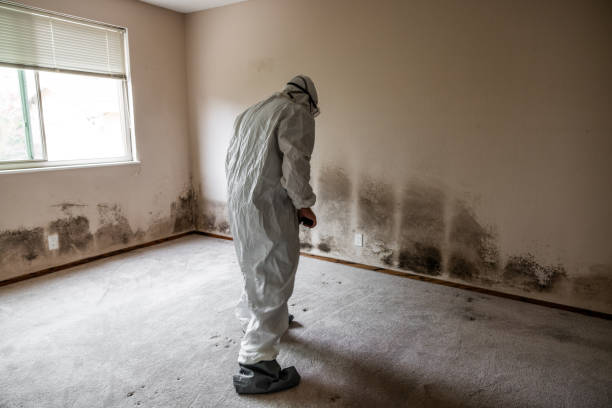 Best Basement Mold Remediation in Johnstown, CO